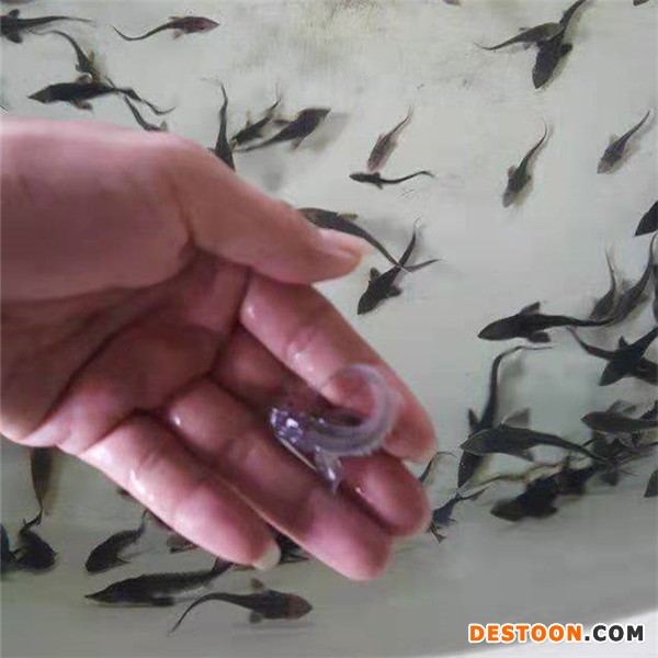 港兴水产优质种苗批发网 淡水鲟鱼苗价格 鲟龙鱼鱼苗批发价