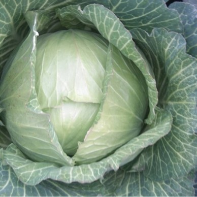 [供]甘蓝包菜大量上市