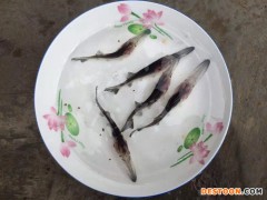 港兴水产 鸭嘴鱼 匙吻鲟鱼苗 鱼苗采购 产地殖发