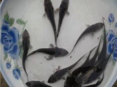 港兴水产 鱼苗类 鲟鱼|鲟龙鱼苗价格|史氏龙鱼|匙吻鲟鱼苗批发