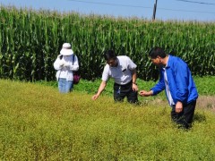 陇亚10号增产突出