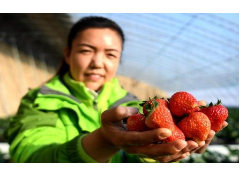 河北固安：“平面草莓”寒冬上沧州市