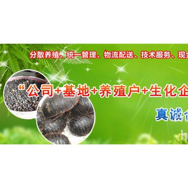 免费提供土元 土鳖虫 土元优良品种 土元养殖招商加盟