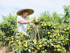 柑橘成熟季脱贫有底气