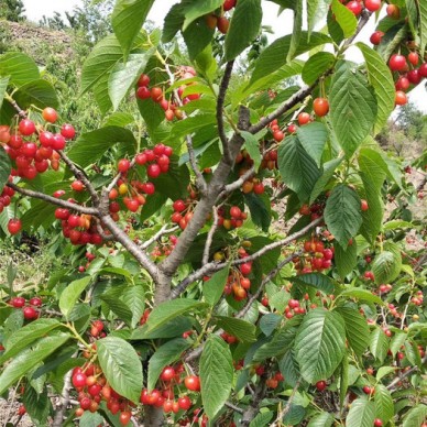 润泽农业-红灯樱桃苗批发-红灯樱桃苗价格