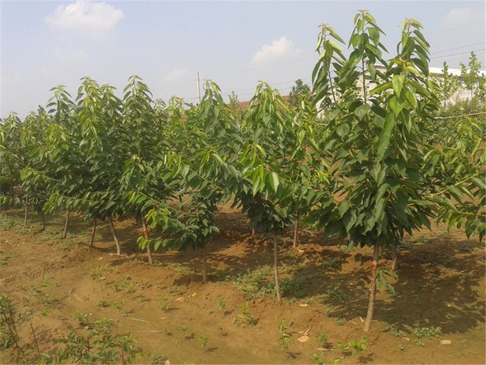 润泽农业-吉塞拉樱桃苗批发-吉塞拉樱桃苗价格-吉塞拉樱桃苗基地