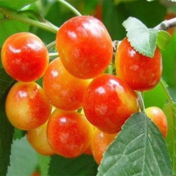 樱桃苗成活率高矮化樱桃苗当年结果规格齐全价格便宜厂家直发