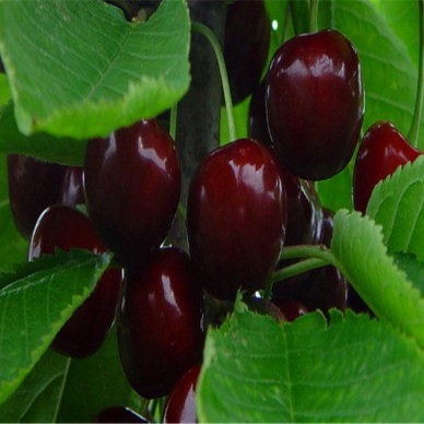 美早樱桃苗基地 山泉园艺樱桃苗批发 樱桃苗市场价格 基地直销 欢迎选购