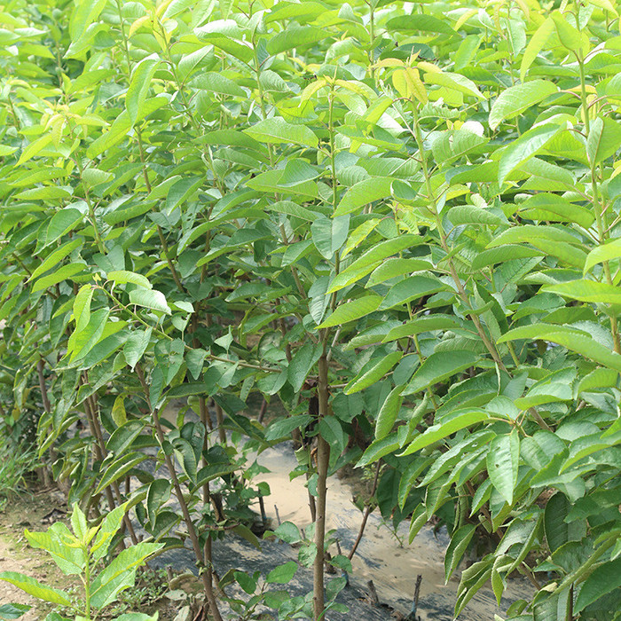 农户直销樱桃苗 美早樱桃苗产量 吉塞拉樱桃苗批发价格