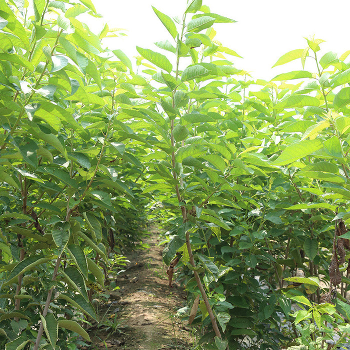 樱桃苗品种纯正 3公分樱桃苗易成活 雷尼樱桃苗批发价格