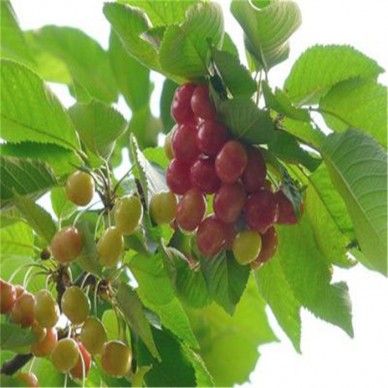 樱桃苗产量 2公分樱桃苗易成活 白玉樱桃苗价格优惠