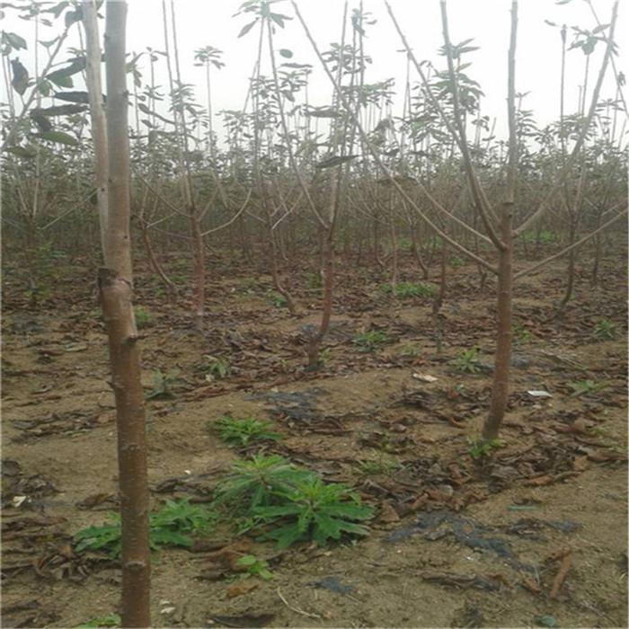 樱桃苗产量 1公分樱桃苗上市 红灯樱桃苗挂果时间