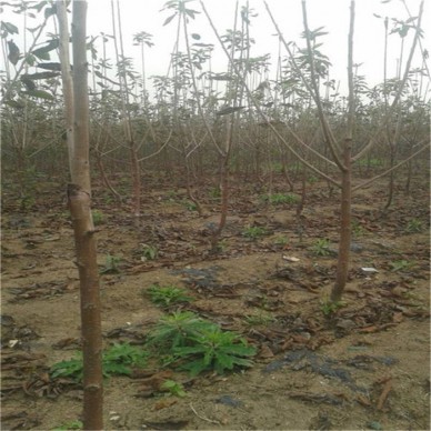 樱桃苗产量 1公分樱桃苗上市 红灯樱桃苗挂果时间