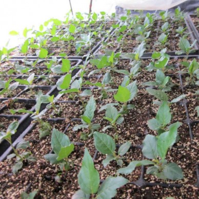 供应品种樱桃苗 早大果樱桃苗种植 2公分樱桃苗价格优惠