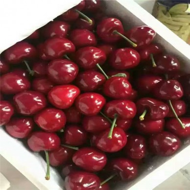 樱桃苗产量 拉宾斯樱桃苗种植 岱红樱桃樱桃苗挂果时间