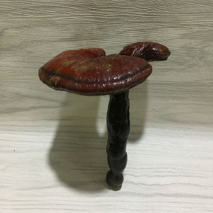 产地灵芝正宗长白山灵芝产妇可以灵芝