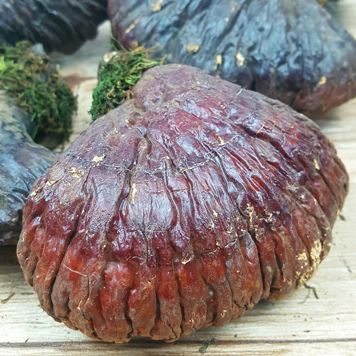 吃没灵芝长白山灵芝价格纯灵芝的作用