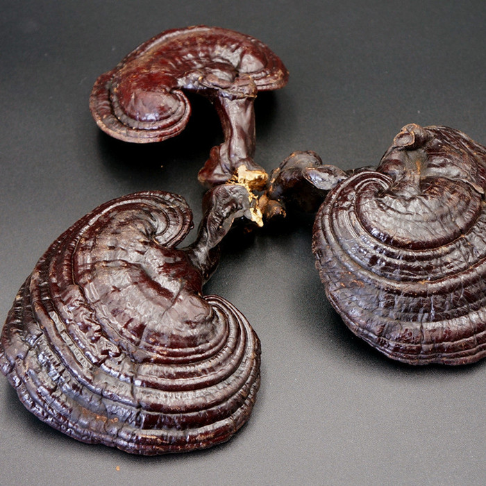 灵芝灵芝三帖长白山灵芝高血压灵芝品好