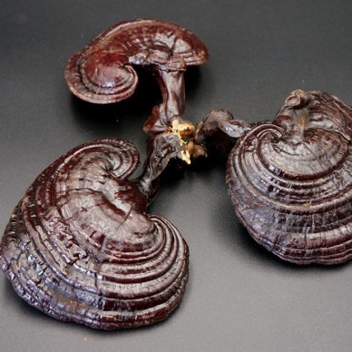 灵芝孩子能吃吉林长白山灵芝产地灵芝保质期