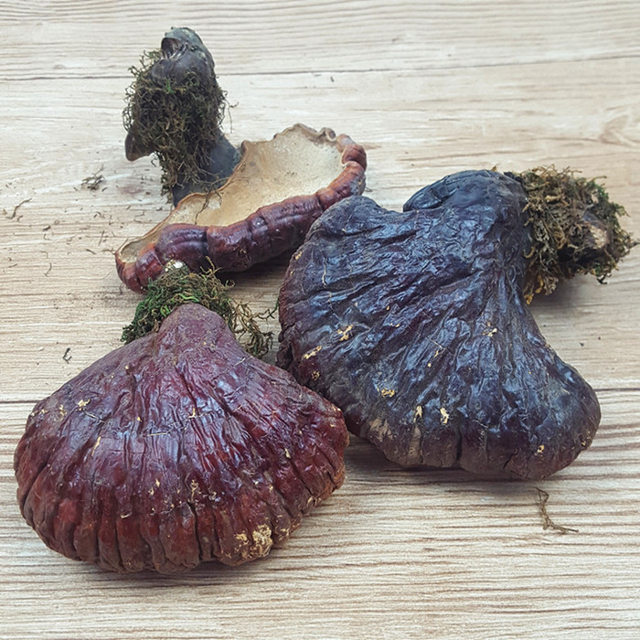 老年人吃灵芝好吉林长白山灵芝灵芝保质期