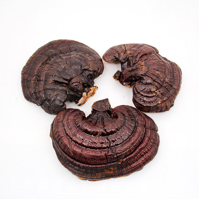 灵芝装价格长白山灵芝种类齐全么服用灵芝