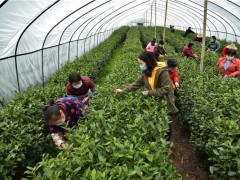 平利：茶产业按下“复工键”