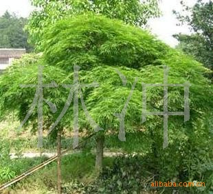 庭院绿化苗木 花卉苗木*鸡爪槭* 珍贵的观叶树种
