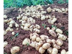 [供]供应新鲜土豆,荷兰15，费乌，希森3号，6号