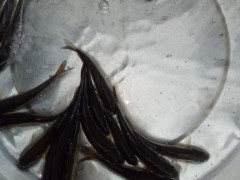 中渔水产直销 鱼苗 鱼苗批发 草鱼苗 黑鱼 生鱼 斑鱼  淡水石斑鱼苗