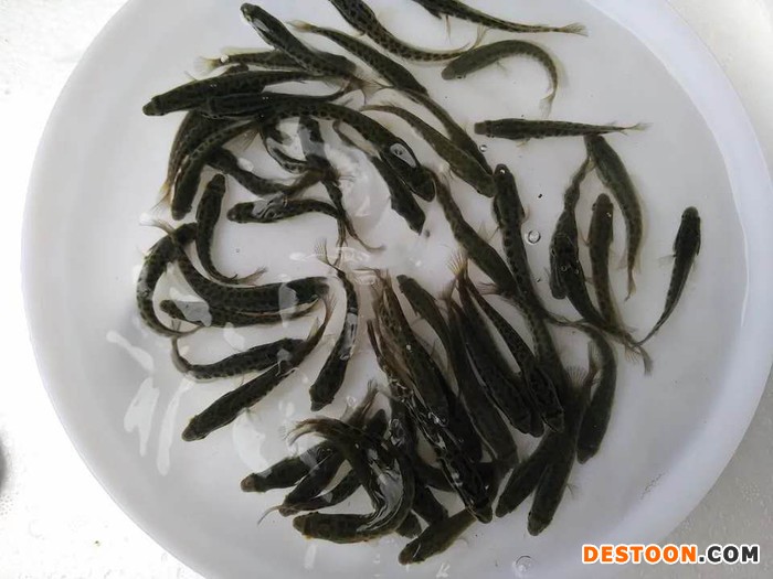 港兴水产淡水鱼苗批发 黑鱼 生鱼 蛇头鱼 乌鱼 批发|鱼苗