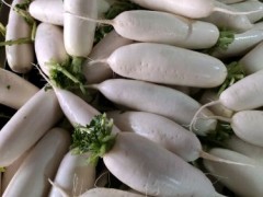 [供]板叶白萝卜，白-嫩-直-长！