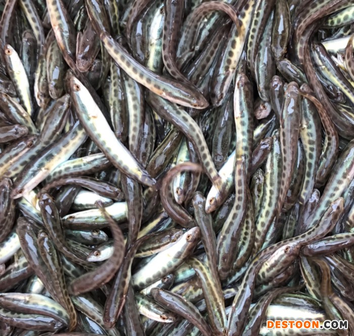 粤丰 鱼苗 黑鱼苗，3-8公分