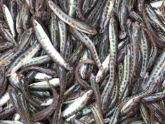 粤丰 鱼苗 黑鱼苗，3-8公分