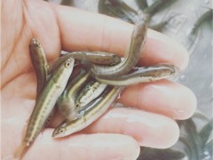 舒兰市鱼苗场，黑鱼苗批发