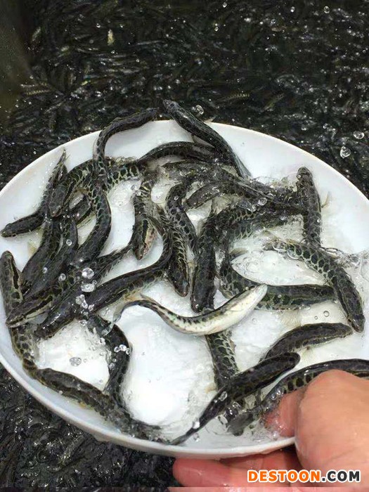 港兴水产 黑鱼乌鱼苗网 批发吃料黑鱼苗