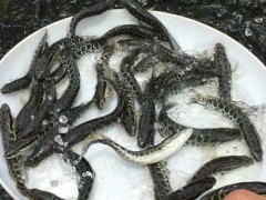 港兴水产 黑鱼乌鱼苗网 批发吃料黑鱼苗