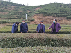 城固：做好疫情防控安全措施，展开春茶产前技术指点