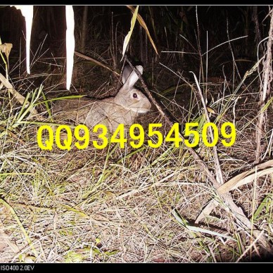 铜川特种养殖动物有哪些销售