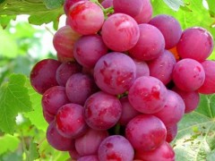 四川甜蜜克伦森