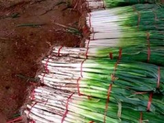 [供]出售优质长白大葱和铁杆钢葱