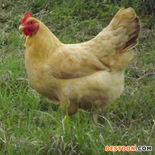 众鑫江汉鸡苗  五黑一绿鸡苗 高产土鸡苗 绿壳鸡苗 鸡苗批发  散养土鸡蛋 绿壳鸡蛋 脱温种鸡苗 鸡苗孵化 鸡苗养殖技术