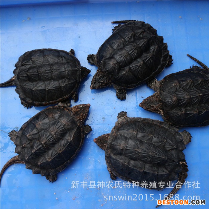 鳄鱼龟活体 鳄鱼龟种苗 广东鳄鱼龟养殖种苗