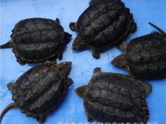 鳄鱼龟活体 鳄鱼龟种苗 广东鳄鱼龟养殖种苗