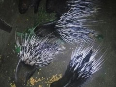 霍山豪猪养殖场