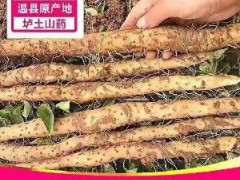 [供]河南温县铁棍山药秋冬新品上市自种自销温县铁棍山药000