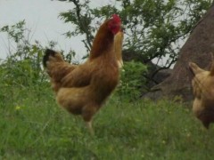 众鑫 鸡苗厂家 土鸡苗 土鸡蛋 鸡苗 土鸡  绿壳蛋鸡苗 种蛋 草鸡蛋