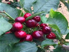 吉塞拉樱桃苗_樱桃苗砧木_黑珍珠樱桃苗_巴西樱桃苗_矮化樱桃苗