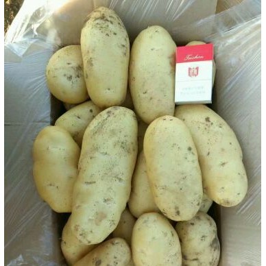 [供]大量供应山东肥城平阴荷兰十五土豆山东土豆
