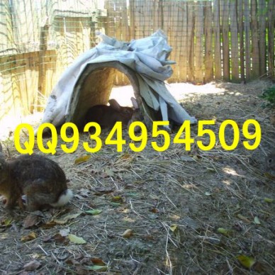 延安特种养殖动物有哪些出售