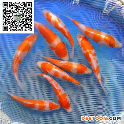 【蓬展】台州蓬展锦鲤  锦鲤鱼苗 台州 锦鲤厂家    锦鲤批发  红白批发 质优价廉